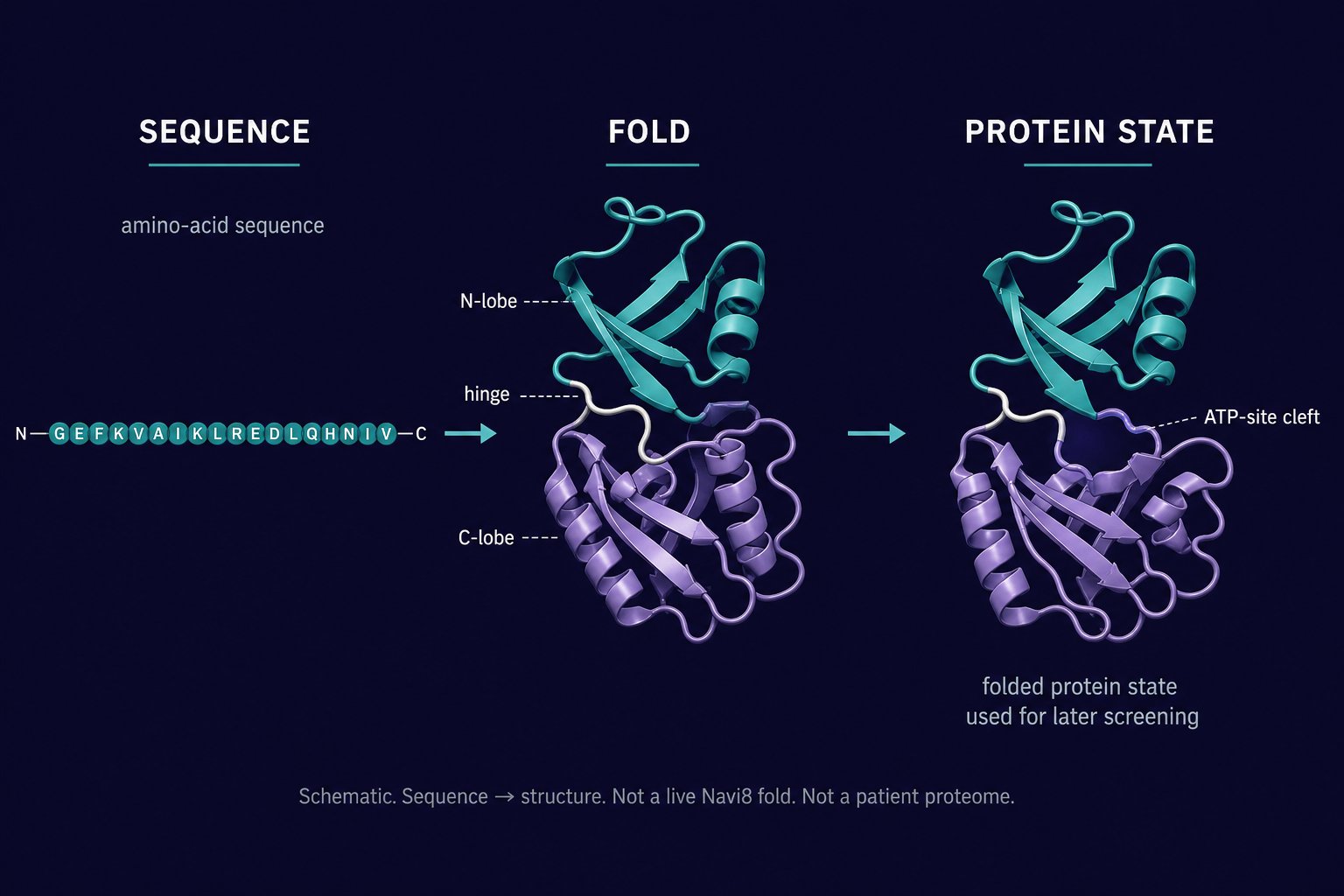 Schematic: an amino-acid sequence folds into a protein state used for later screening